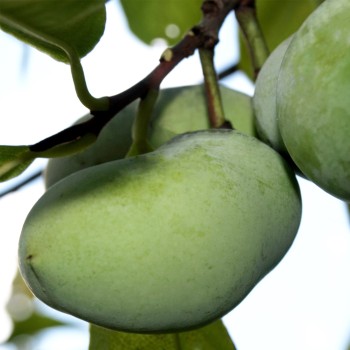 Paw Paw Prima 1216 (Pflanze)