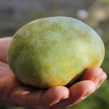Paw Paw Prima 1216 (Pflanze)