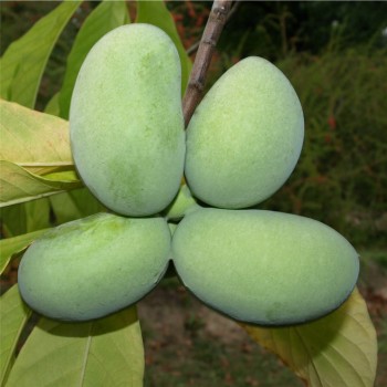 Paw Paw Prima 1216 (Pflanze)