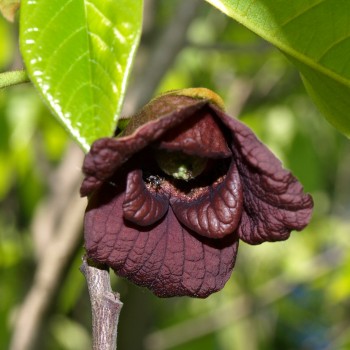 Paw Paw Prima 1216 (Pflanze)