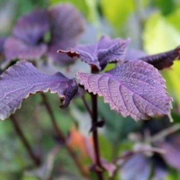 Perilla - Shiso rot (Samen)