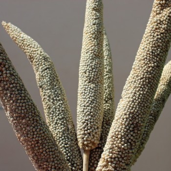 Perlhirse (Samen)