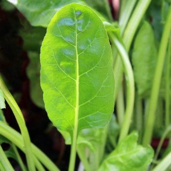 Perpetual Spinach (Samen)