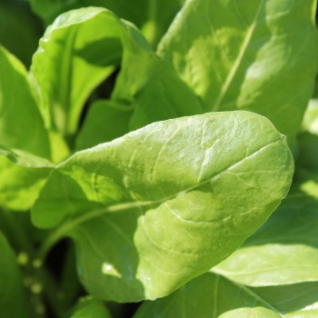 Perpetual Spinach (Samen)