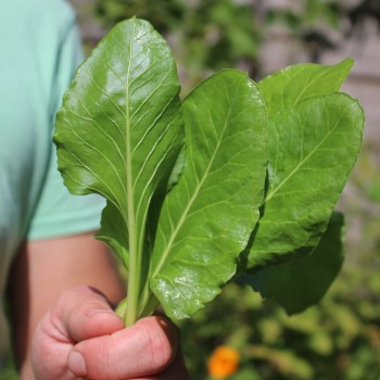 Perpetual Spinach (Samen)