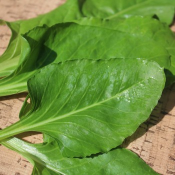 Perpetual Spinach (Samen)