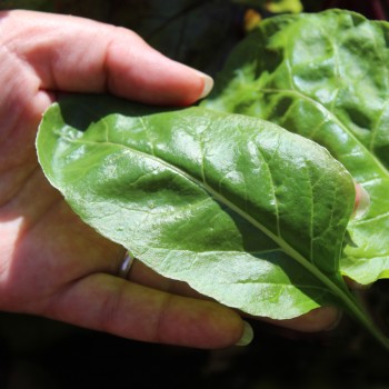 Perpetual Spinach (Samen)
