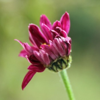 Persisches Pyrethrum rot (Samen)