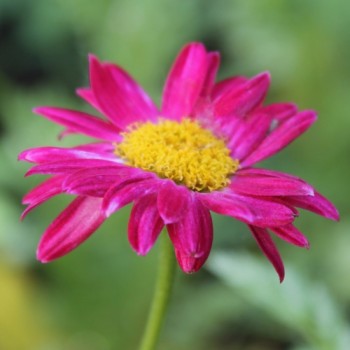 Persisches Pyrethrum rot (Samen)