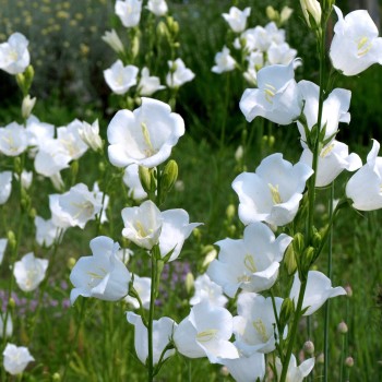 Pfirsichblättrige Glockenblume weiß (Samen)