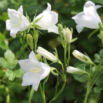 Pfirsichblättrige Glockenblume weiß (Samen)