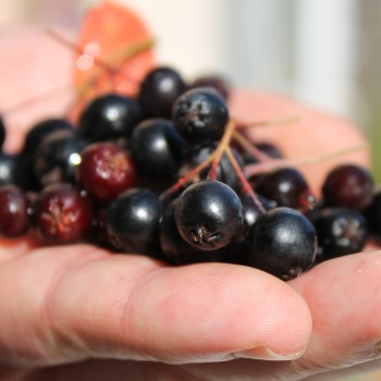Pflaumen-Aronia (Pflanze)