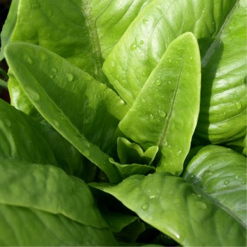Salat Amish Deer Tongue (Samen)