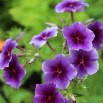 Phlox Sugar Stars (Samen)