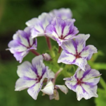Phlox Sugar Stars (Samen)