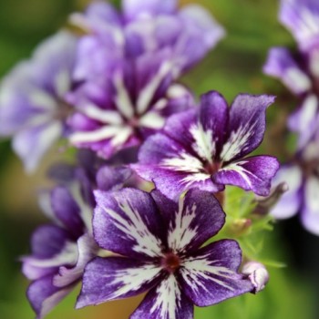 Phlox Sugar Stars (Samen)