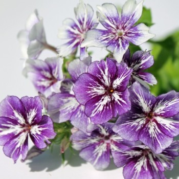 Phlox Sugar Stars (Samen)