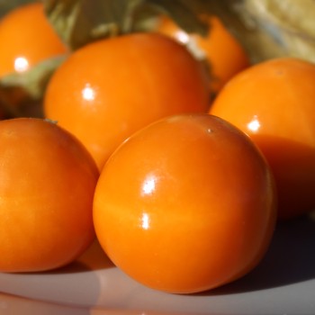 Andenbeere Deep Orange (Samen)