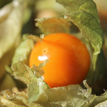 Andenbeere Deep Orange (Samen)