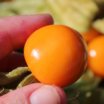 Andenbeere Deep Orange (Samen)