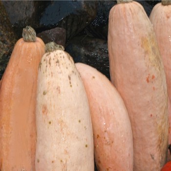 Kürbis Pink Jumbo Banana