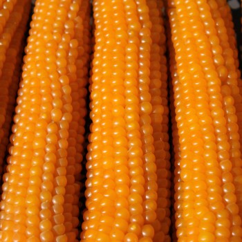Popmais Golden Butter (Samen)