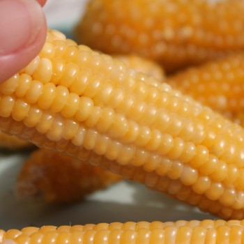 Popmais Ladyfinger