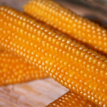 Popmais Golden Butter (Samen)