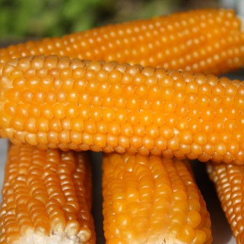 Popmais Golden Butter (Samen)