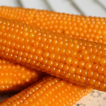 Popmais Golden Butter (Samen)