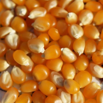 Popmais Golden Butter (Samen)