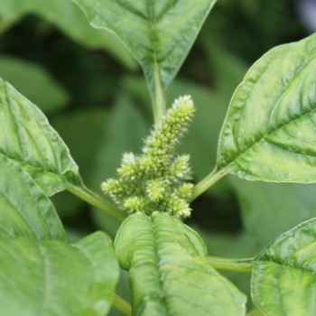 Popp-Amaranth (Samen)
