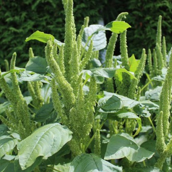 Popp-Amaranth (Samen)
