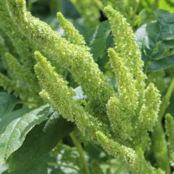 Popp-Amaranth (Samen)