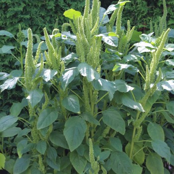 Popp-Amaranth (Samen)