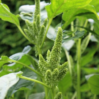 Popp-Amaranth (Samen)