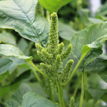 Popp-Amaranth (Samen)