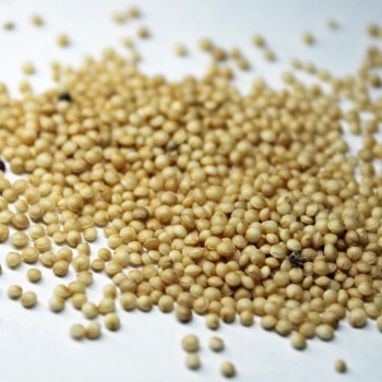Popp-Amaranth (Samen)