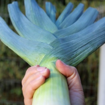 Porree Bulgarian Giant (Samen)