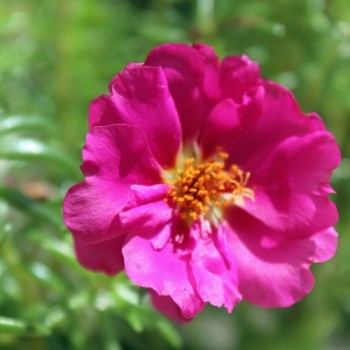 Portulakröschen Cherry (Samen)