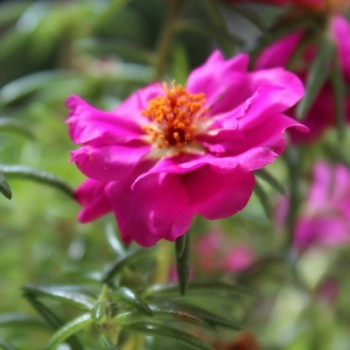 Portulakröschen Cherry (Samen)