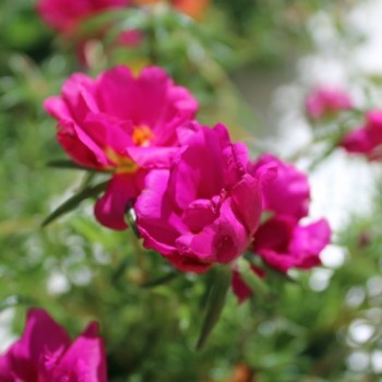 Portulakröschen Cherry (Samen)