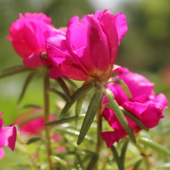 Portulakröschen Cherry (Samen)