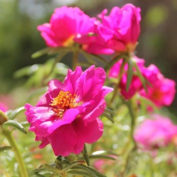 Portulakröschen Cherry (Samen)