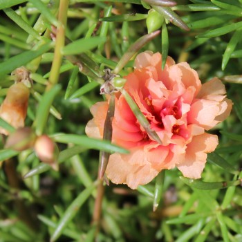 Portulakröschen Orange (Samen)