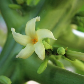 Papaya (Samen)