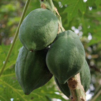 Papaya (Samen)