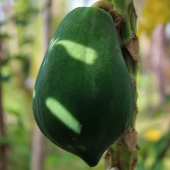 Papaya (Samen)