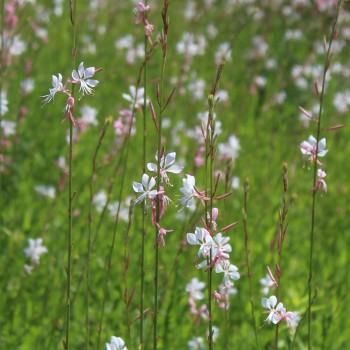 Prachtkerze (Samen)