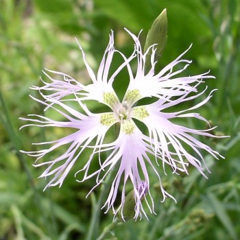 Prachtnelke rosa (Samen)